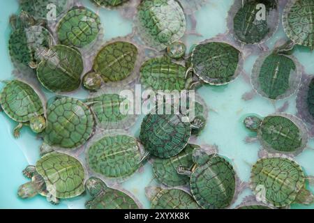Petites tortues vertes tirées d'en haut. Banque D'Images