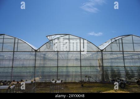 Extérieur d'une grande serre cultivant des concombres Banque D'Images