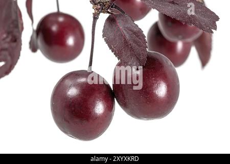 Prunes de sang rouge suspendues à une branche avec des feuilles coupées sur blanc Banque D'Images