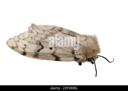 Papillon de nuit tzigane mort, Lymantria dispar, papillon couché sur le côté sur un fond blanc Banque D'Images