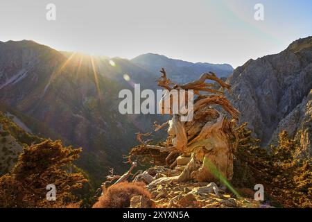 Rayons de soleil sur un paysage montagneux accidenté avec un vieil arbre au premier plan, chemin vers le sommet de Gingilos, plateau d'Omalos, Lefka Ori, White Mountai Banque D'Images