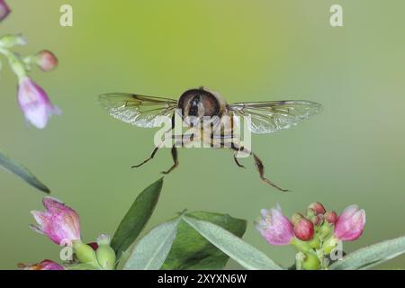 Fumier ou limonefly (Eristalis tenax), en vol, entre les fleurs de la baie commune (Symphoricarpos albus), photo de la nature à grande vitesse, vol Banque D'Images