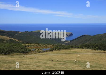 Scène estivale sur la péninsule de Banks, Nouvelle-Zélande. Prairie avec moutons de pâturage et étang. Océan Pacifique Banque D'Images