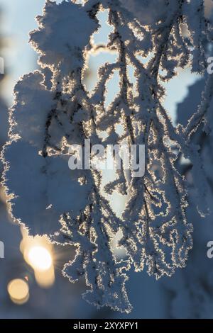 Branches enneigées contre la lumière, parc national de Muddus, patrimoine mondial de Laponie, Norrbotten, Laponie, Suède, janvier 2013, Europe Banque D'Images