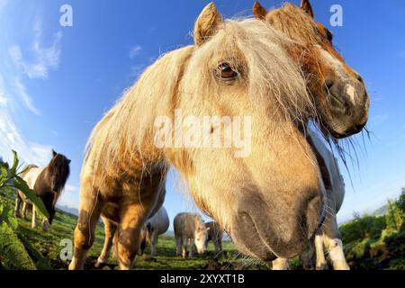 Muselière de poney (cheval) sur les pâturages en gros plan, vue à vol de poisson Banque D'Images