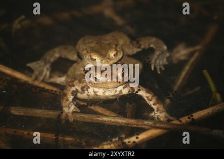 Eaux de frai avec grenouilles Banque D'Images