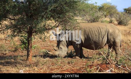 Rhinocéros blanc à la recherche de nourriture Banque D'Images