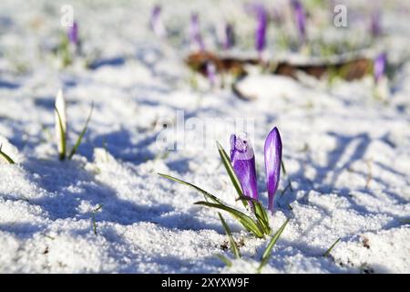 Fleurs de crocus violettes dans la neige au début du printemps Banque D'Images