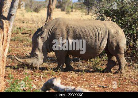 Rhinocéros blanc à la recherche de nourriture Banque D'Images