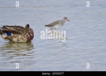 Redshank commun à la recherche de nourriture dans la mer baltique. Redshank commun à la recherche de nourriture dans la mer Baltique Banque D'Images