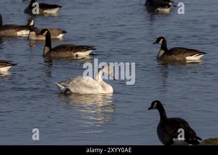 Le cygne de la toundra (Cygnus columbianus), jeune oiseau sur le lac. C'est un petit cygne Banque D'Images