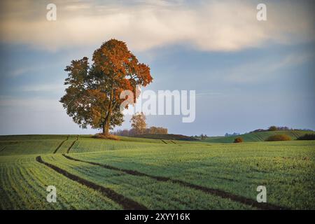 Magnifique et paisible paysage avec grand arbre luxuriant avec des feuilles d'orange debout au milieu d'un large champ agricole ouvert avec des semis branc Banque D'Images