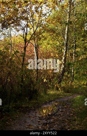 Forêt de bouleaux sauvages en automne Banque D'Images