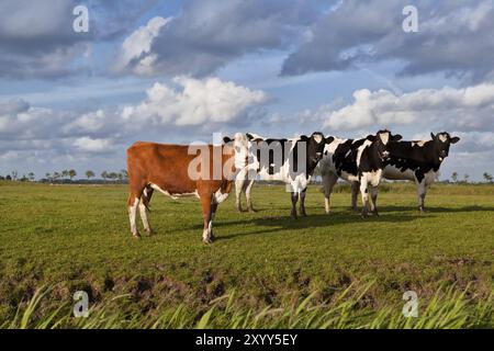 Peu de vaches sur les pâturages au-dessus du ciel bleu avec des nuages gonflés Banque D'Images