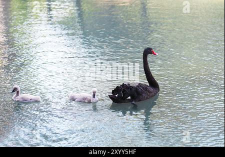 Les cygnes noirs. L'oie. Les oies avec de jeunes oisons sur le lac. Swan Bird, oiseau oie. Famille Swan marche sur l'eau. Swan bird avec peu de cygnes. Swans Banque D'Images