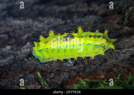 Photo macro de Chibiraga banghaasi caterpillar. Son dos est taché de taches jaunes, rouges, bleues et blanches. Le stade larvaire est toxique. Taiwan. Banque D'Images