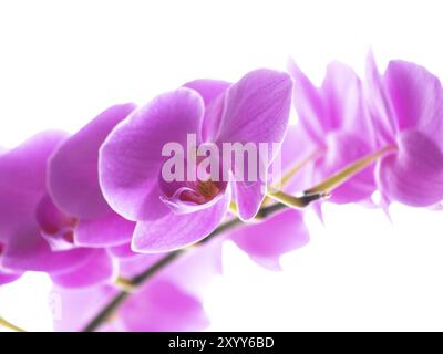 Orchidée Phalaenopsis, à langue jaune, isolée vers le blanc Banque D'Images