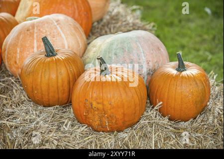 Trois citrouilles orange sur une balle de foin, entourées d'autres citrouilles, borken, muensterland, Allemagne, Europe Banque D'Images