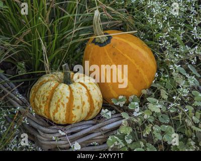 Deux citrouilles dans un panier, entourées de feuilles vertes et d'herbe, borken, muensterland, Allemagne, Europe Banque D'Images