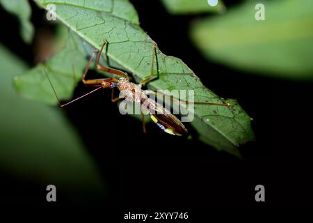 Gros plan d'un insecte assassin à taches blanches, Epidaus sexspinus, perché sur une feuille verte. L'insecte a une tête noire distincte avec un long cou et un brun Banque D'Images