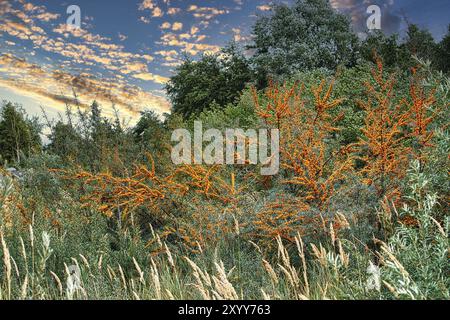 Buisson d'argousier sur la plage transition vers la mer Baltique. Baies riches en vitamine C qui sont très saines. Les baies orange brillent au soleil Banque D'Images