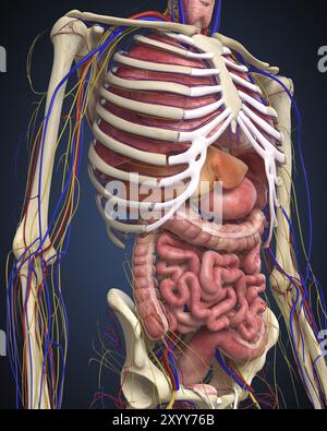 Section médiane humaine avec organes internes Banque D'Images