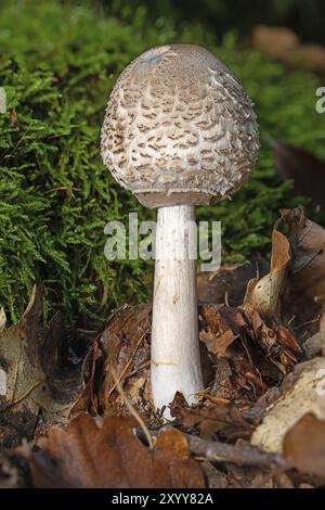 Jeune champignon parasol debout sur le plancher forestier couvert de feuilles Banque D'Images