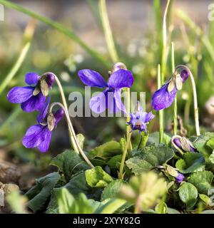 Gros plan de violettes de mars en fleurs entre des brins d'herbe et de petites fleurs dans un pré Banque D'Images