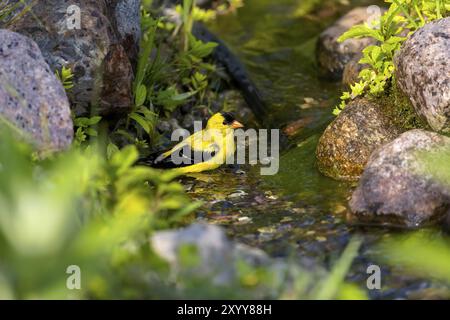 L'orangé américain (Spinus tristis) baignant dans un ruisseau Banque D'Images