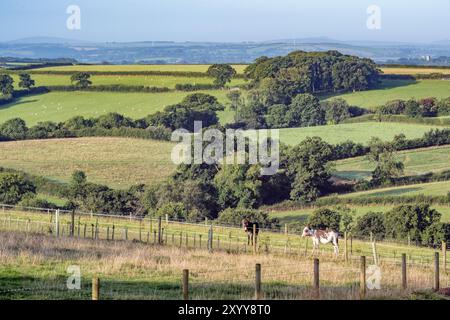 Terres agricoles de Cornwall observant le sud-ouest du sommet du village de Boyton avec des ânes dans le fourground Banque D'Images