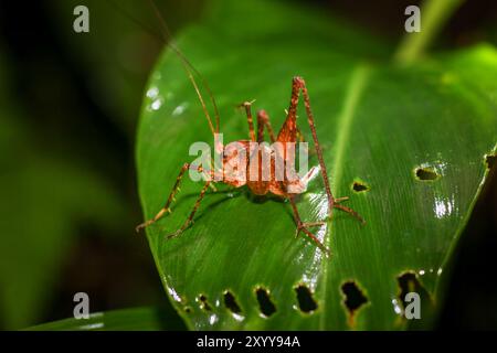 Macro-plan détaillé d'un cricket taïwanais perché sur une feuille de fougère. Les détails complexes du cricket, y compris ses longues antennes et sa jambe sautante Banque D'Images