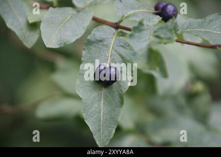 Lonicera nigra, fruits Banque D'Images