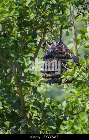 Un énorme nid d'abeille Vespa est accroché à une branche, entouré de feuilles vertes. Le nid d'abeilles est ovale et de couleur brune, et de nombreuses abeilles frelons peuvent être vues voler Banque D'Images