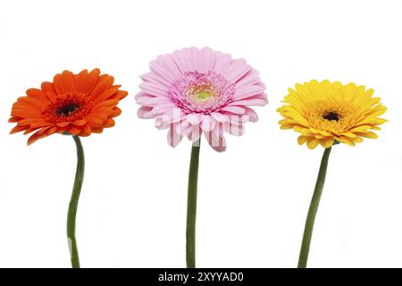 Trois fleurs colorées de gerbera sur fond blanc Banque D'Images