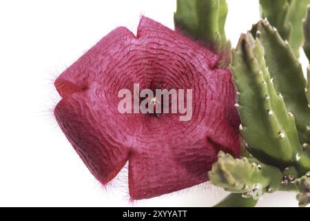 Fleur pourpre Stapeli sur fond blanc Banque D'Images