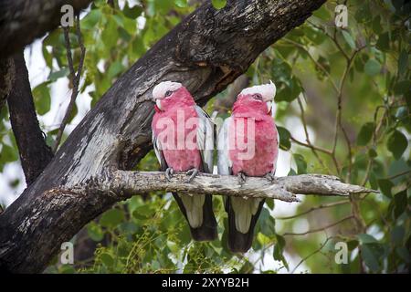 En Rosakakadu les Argonautes Park en Australie Patty k Banque D'Images