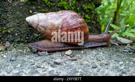 Un grand escargot géant africain (Achatina fulica) se déplace lentement sur une surface de béton. Sa coquille brune est spiralée et son corps est brun plus clair Banque D'Images