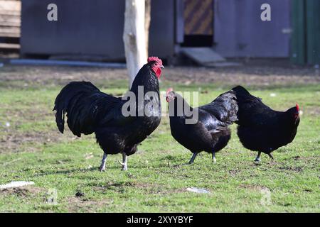 Poulet Australorp dans une ferme au printemps Banque D'Images