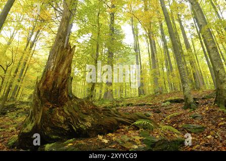 Forêt de hêtres en automne, forêt de hêtres en automne Banque D'Images