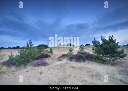 Pins et bruyères sur les dunes de sable au crépuscule Banque D'Images