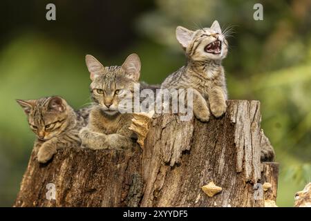 Trois chats sur un tronc d'arbre. Un chat miaule, les autres sont calmes, chat sauvage (Felis silvestris), chaton, Allemagne, Europe Banque D'Images