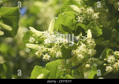 Vue rapprochée de la branche de tilleul ornée de petites fleurs jaunes et entourée de grandes feuilles vertes Banque D'Images