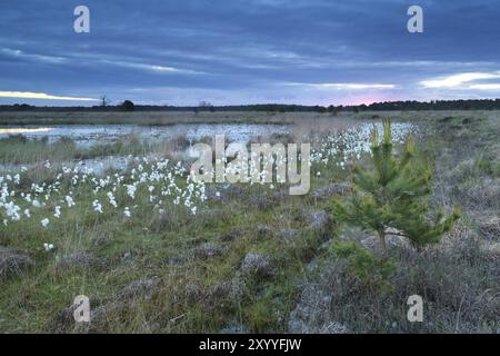 Herbe de coton sur marais, Kampina, pays-Bas Banque D'Images