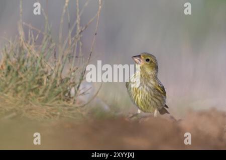 Gros plan du greenfinch européen Banque D'Images