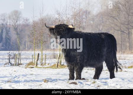 Highlander écossais noir vache dans un paysage de neige winterly Banque D'Images