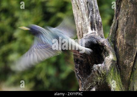 Starling sur le départ d'un arbre Banque D'Images