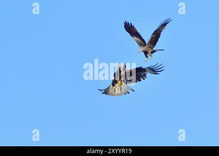 Cerf-volant rouge dans le combat aérien avec un cerf-volant noir. Cerf-volant noir et cerf-volant rouge dans le combat aérien, défense de la région Banque D'Images