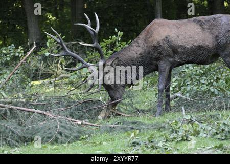 Red Deer Banque D'Images