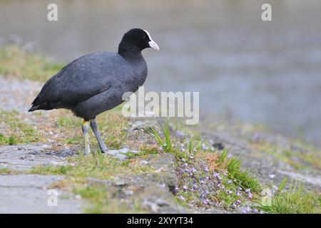 Blaesshuhn am Ammersee, Black Coot, Fulica atra, Eurasian Coot Banque D'Images