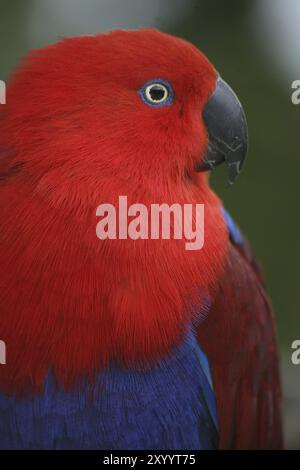 Eclectus roratus (femelle), le mâle est de couleur complètement différente (vert avec flancs rouges et bec supérieur jaune). En raison de ces différentes coloratio Banque D'Images